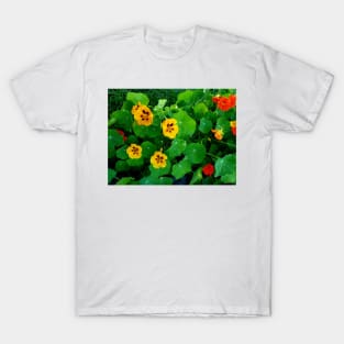 Yellow and orange nasturtiums T-Shirt